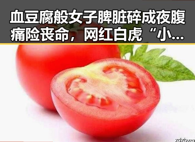 血豆腐般女子脾脏碎成夜腹痛险丧命，网红白虎“小孬”死亡背后系饲养员违规操作引发关注